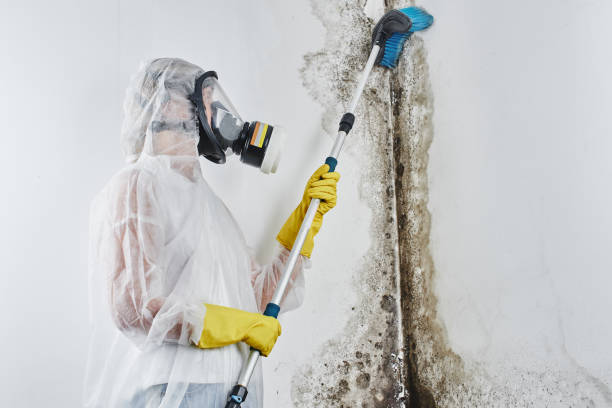 Why You Should Choose Our Mold Remediation Services in Fairborn, OH